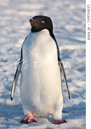 black and white penguin 14954835
