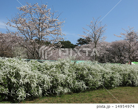 野田市の清水公園に咲く桜とユキヤナギ(第2公園広場) 野田市の清水公園に咲く桜とユキヤナギ(第2公園広場) 14954974
