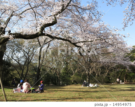 桜が咲く野田市の清水公園（第1公園広場） 14954975