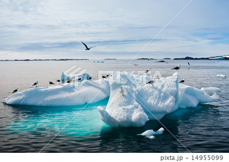 Seagulls in Antarctica 14955099