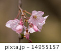 枝垂れ桜 14955157