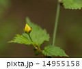 山吹のつぼみ 14955158