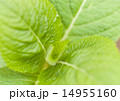 紫陽花の葉 14955160