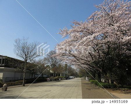 桜が咲く春の野田市総合公園（プロムナード） 14955169