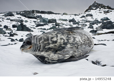 The grey seal 14955248