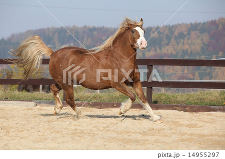 Amazing welsh cob running 14955297