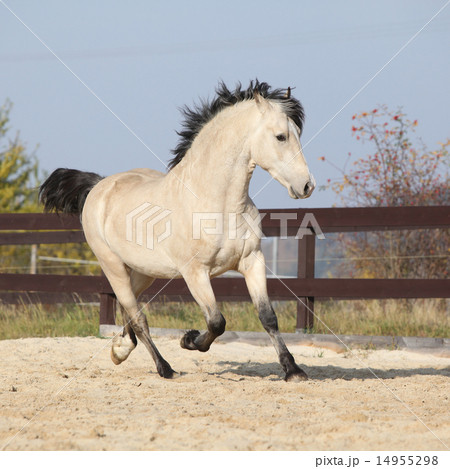 Gorgeous welsh cob running in autumn 14955298