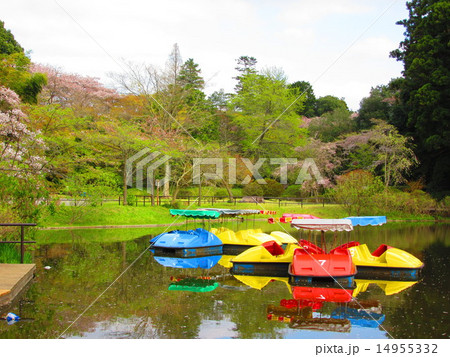 清水公園 14955332