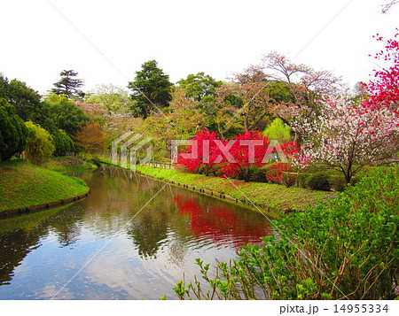 清水公園 14955334