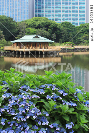 浜離宮のあじさい 14955361