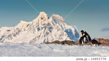 penguins nest penguins nest 14955776