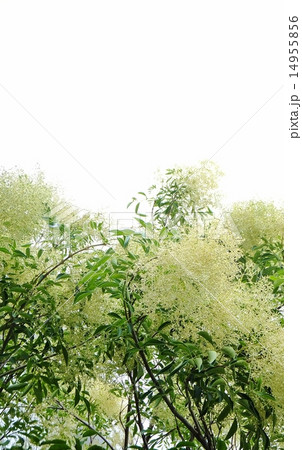 シマトネリコシリーズ　涼しげに咲く初夏の花　コピースペース 14955856