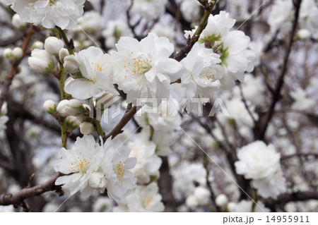 白い桃の花の写真素材