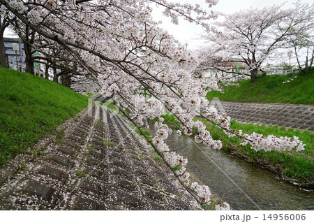 満開の桜 14956006
