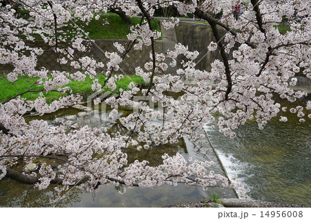満開の桜 14956008
