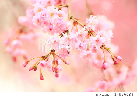 満開の桜 14956033