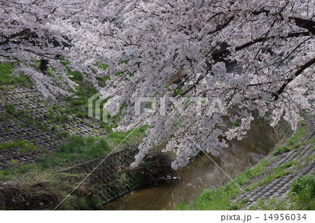 満開の桜 14956034