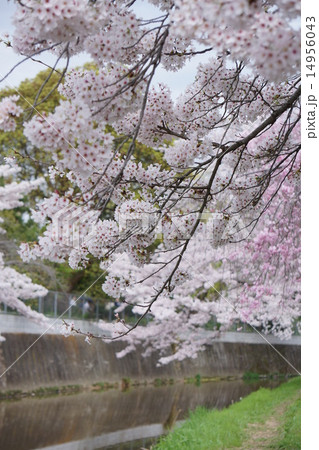 満開の桜 14956043
