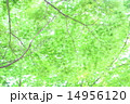 新緑　楓　モミジ 14956120