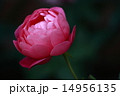 バラ 14956135