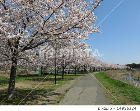 柏市を流れる大堀川の桜並木 柏市を流れる大堀川の桜並木 14956324