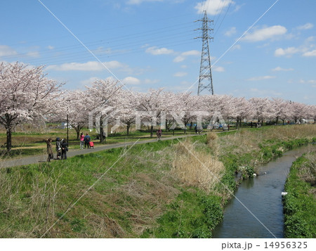 柏市を流れる大堀川の桜並木 14956325