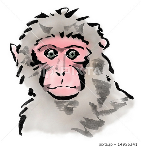 猿の正面顔のイラスト素材