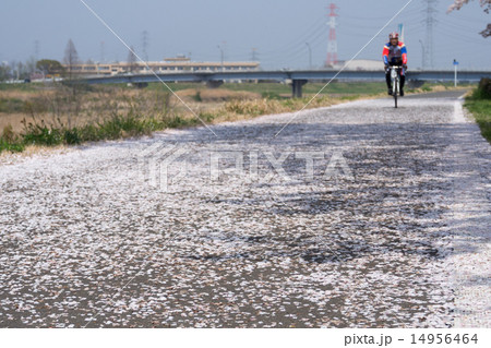 道路一面に散る桜とサイクリスト 14956464