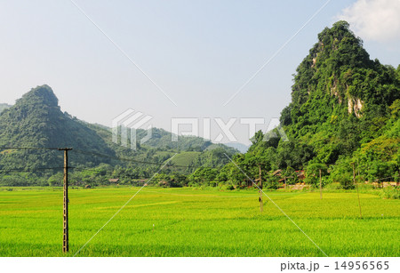 Rice fields on terraced in Vietnam Rice fields on terraced in Vietnam 14956565