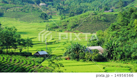 Rice fields on terraced in Vietnam Rice fields on terraced in Vietnam 14956566