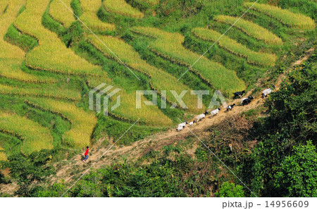 Rice fields on terraced in Vietnam Rice fields on terraced in Vietnam 14956609