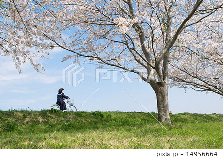 新学期（自転車通学）１ 14956664