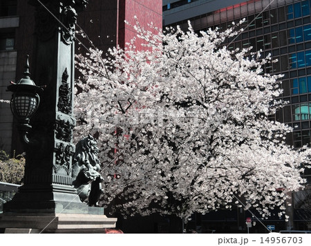日本橋 - 満開の桜 14956703