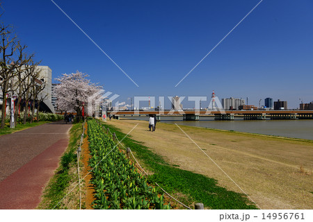 信濃川とやすらぎ堤 14956761