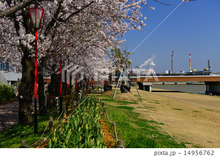 桜並木とやすらぎ堤 14956762