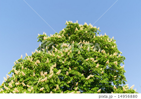 blossom of horse-chestnut tree blossom of horse-chestnut tree 14956880