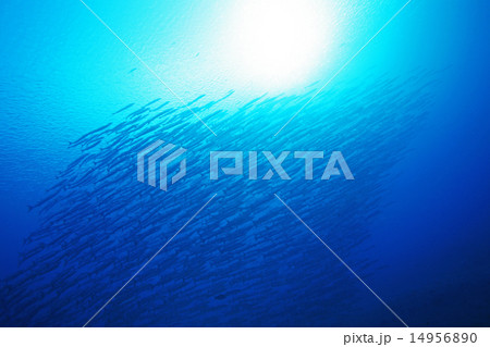 バラクーダの群れ02 バラクーダの群れ02 14956890