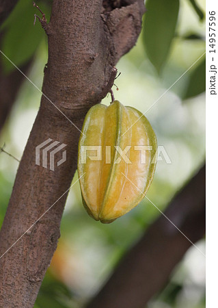 Carambola or starfruit is the fruit in Thailand Carambola or starfruit is the fruit in Thailand 14957596
