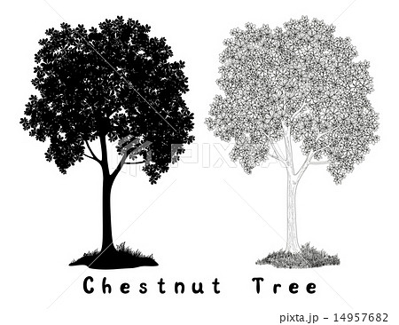 Chestnut Tree Silhouette Contours And Inscriptionsのイラスト素材