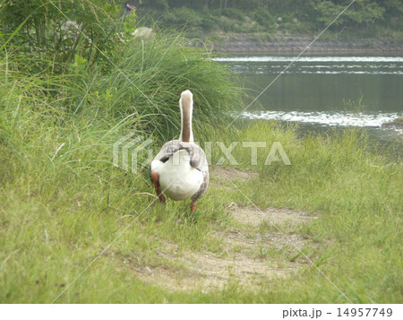 がちょう 14957749