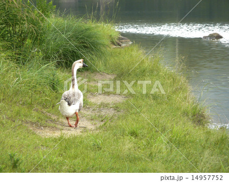 がちょう 14957752