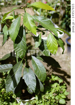 アボカドの鉢植え アボカドの鉢植え 14957835