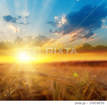 golden sunset over field with barley golden sunset over field with barley 14958050