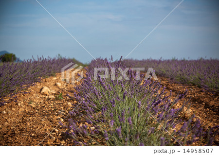 Summer lavender field in Provence, France 14958507
