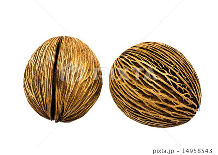 Alstonia scholaris seed on white background 14958543
