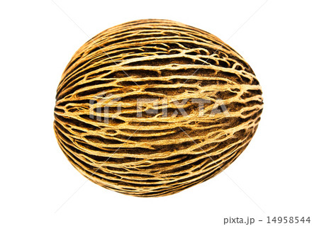 Alstonia scholaris seed on white background 14958544