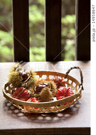 栗とほうずき 栗とほうずき 14958647