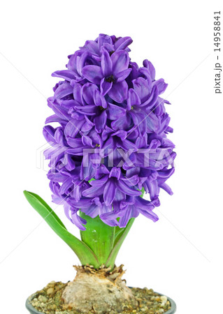 Purple hyacinth 14958841