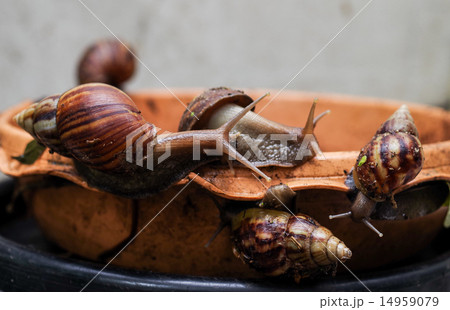 Gastropod.. 14959079