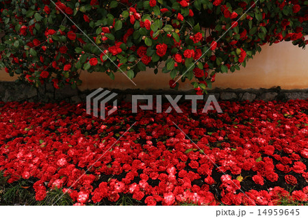 椿８６５ 14959645